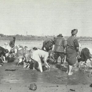 coal pieces are washed out from river Elbe