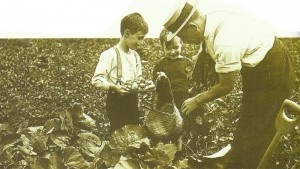 potato field in London