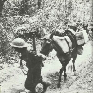 Allied mule transport on the jungle paths of the Arakan.