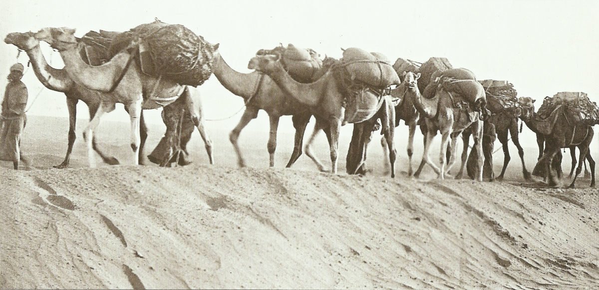 camel supply column